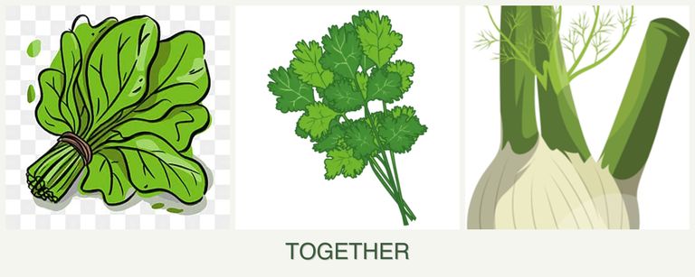 Can you plant spinach, cilantro and fennel together?