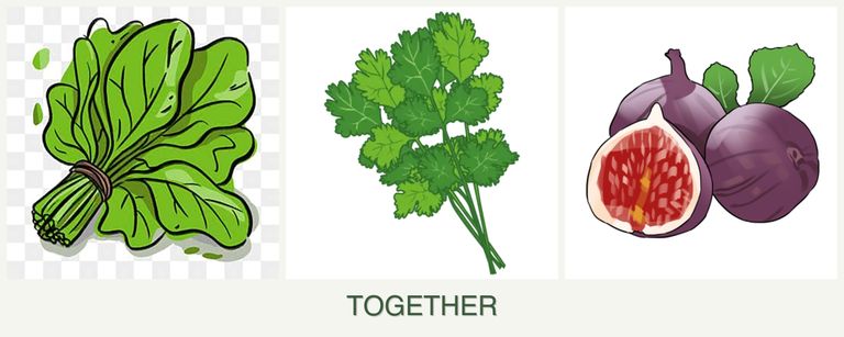 Can you plant spinach, cilantro and figs together?