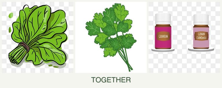 Can you plant spinach, cilantro and geraniums together?