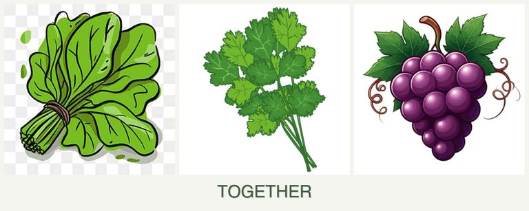 Can you plant spinach, cilantro and grapes together?