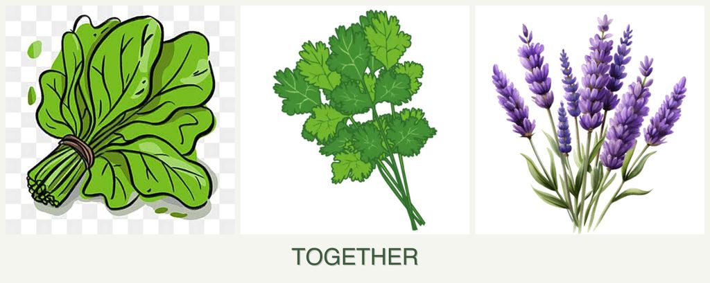 Can you plant spinach, cilantro and lavender together?