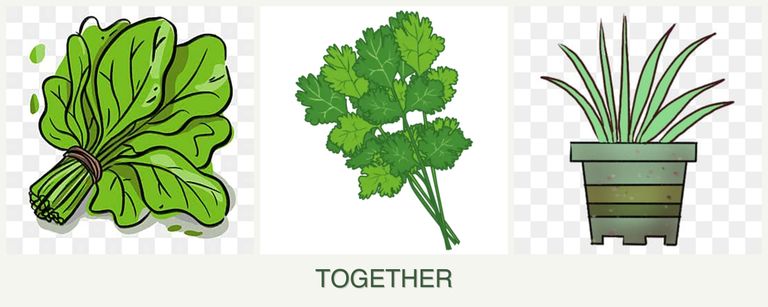 Can you plant spinach, cilantro and lemongrass together?
