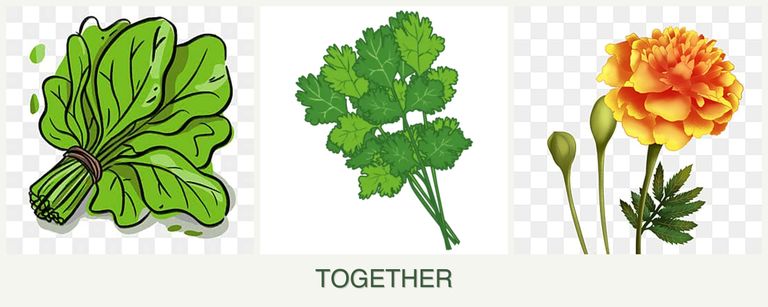 Can you plant spinach, cilantro and marigolds together?