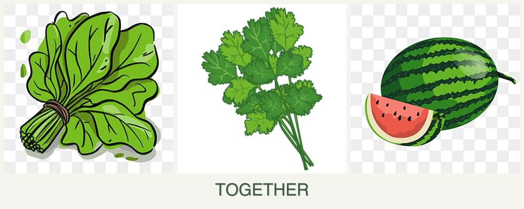 Can you plant spinach, cilantro and melons together?