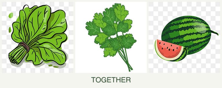 Can you plant spinach, cilantro and melons together?