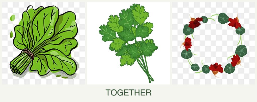 Can you plant spinach, cilantro and nasturtiums together?