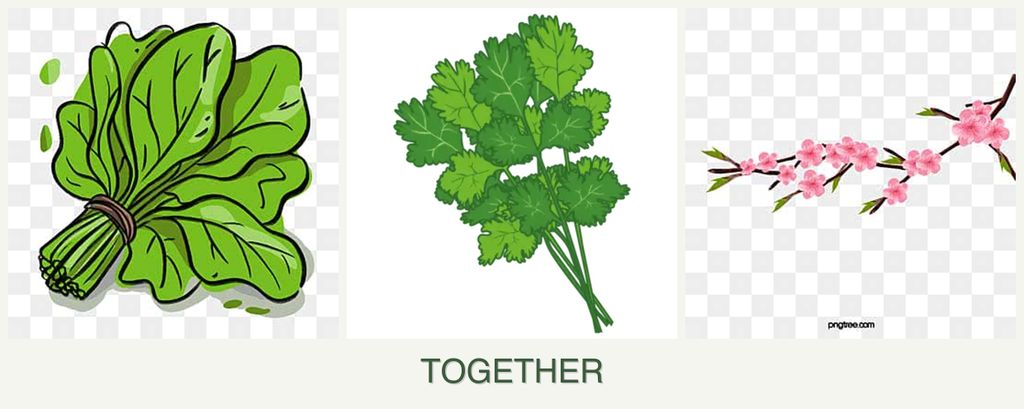 Can you plant spinach, cilantro and peaches together?