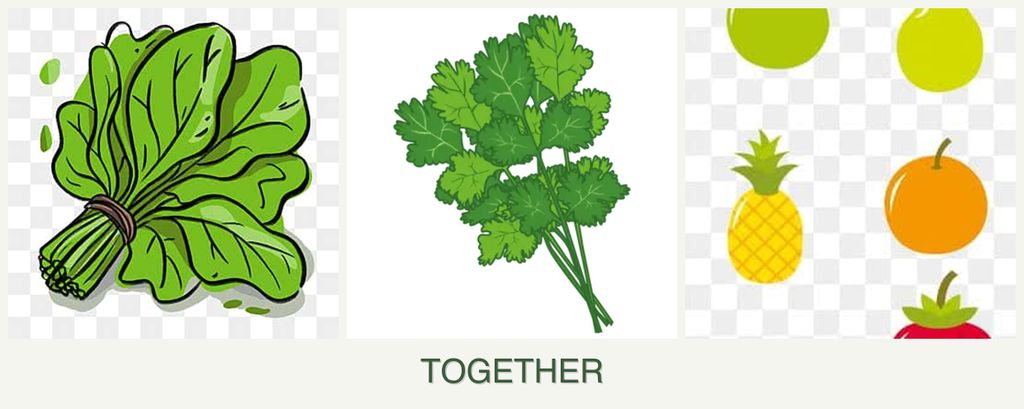 Can you plant spinach, cilantro and pears together?