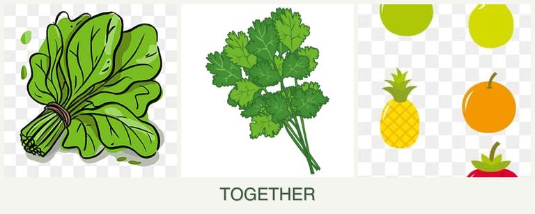 Can you plant spinach, cilantro and pears together?