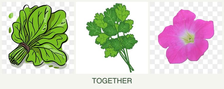Can you plant spinach, cilantro and petunias together?