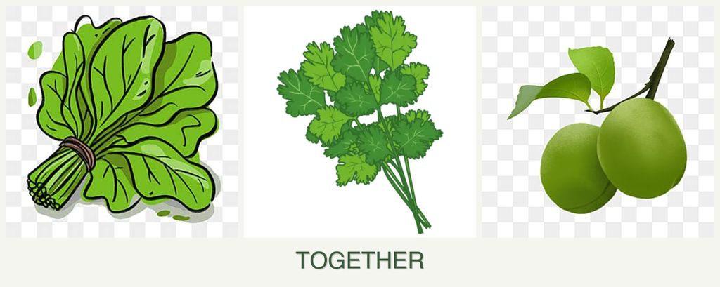Can you plant spinach, cilantro and plums together?