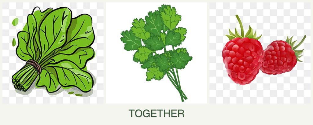 Can you plant spinach, cilantro and raspberries together?