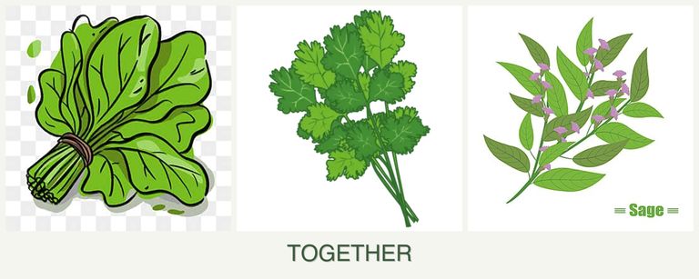 Can you plant spinach, cilantro and sage together?