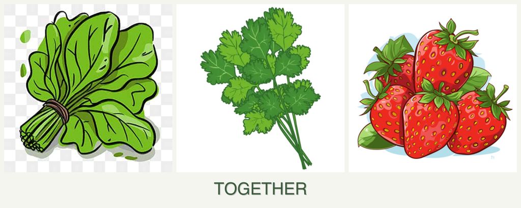 Can you plant spinach, cilantro and strawberries together?