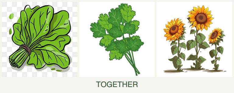 Can you plant spinach, cilantro and sunflowers together?