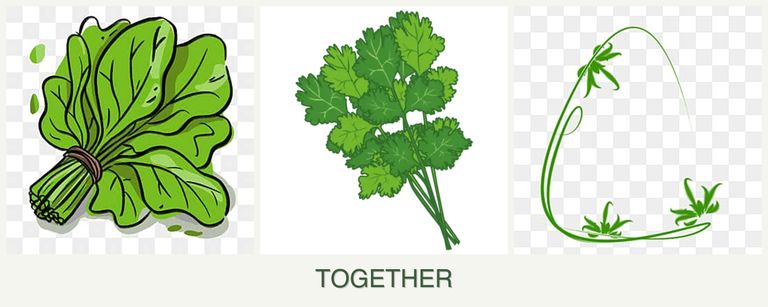Can you plant spinach, cilantro and tarragon together?
