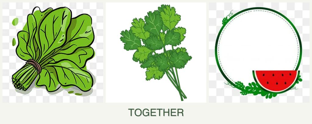 Can you plant spinach, cilantro and watermelons together?