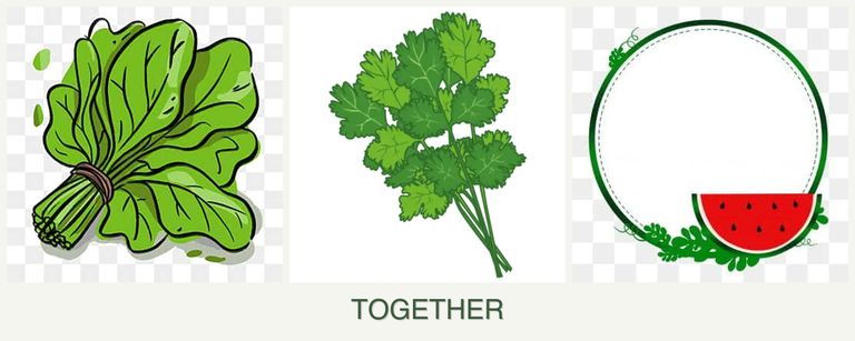 Can you plant spinach, cilantro and watermelons together?
