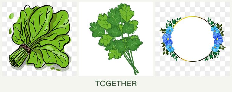 Can you plant spinach, cilantro and zinnias together?