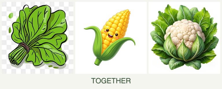 Can you plant spinach, corn and cauliflower together?