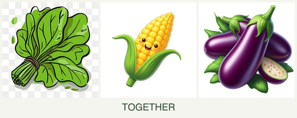 Can you plant spinach, corn and eggplant together?