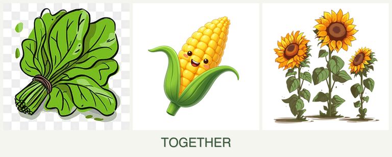 Can you plant spinach, corn and sunflowers together?