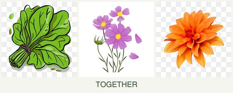 Can you plant spinach, cosmos and dahlias together?