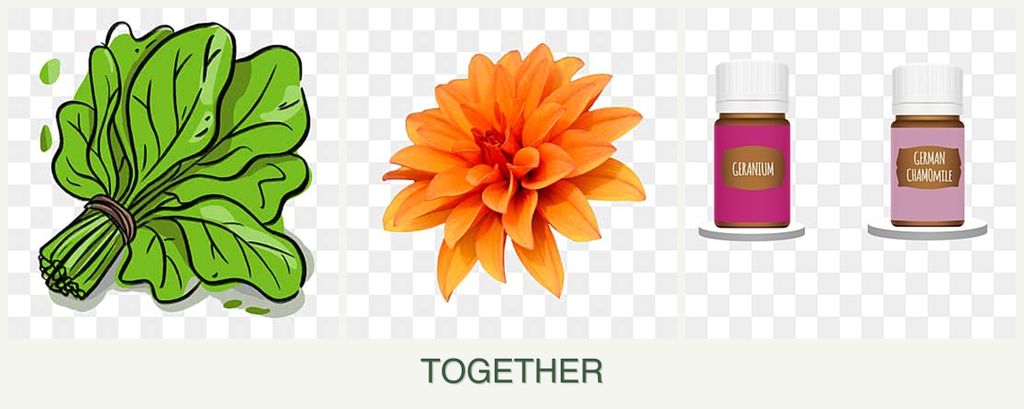 Can you plant spinach, dahlias and geraniums together?