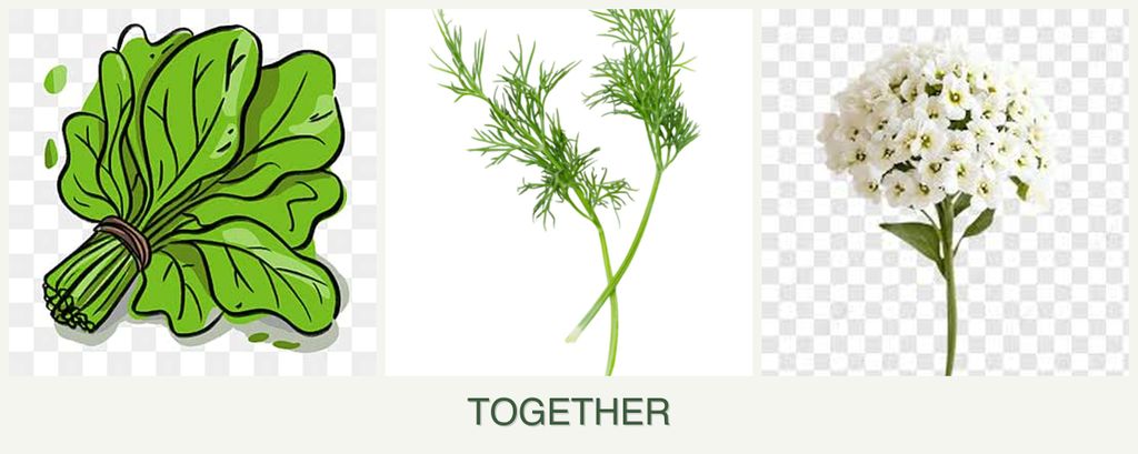 Can you plant spinach, dill and alyssum together?