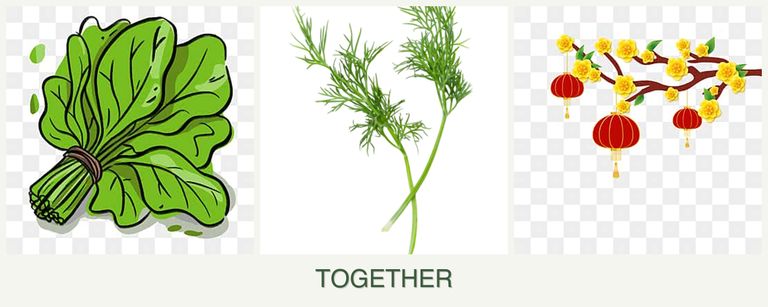 Can you plant spinach, dill and apricots together?