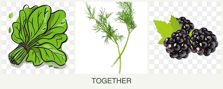 Can you plant spinach, dill and blackberries together?
