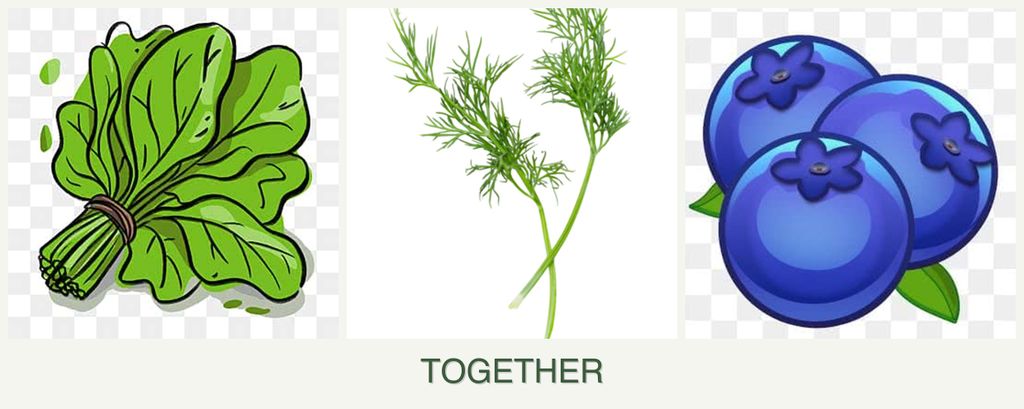 Can you plant spinach, dill and blueberries together?