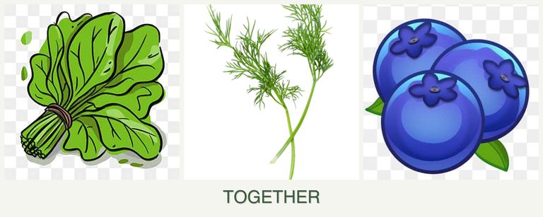 Can you plant spinach, dill and blueberries together?