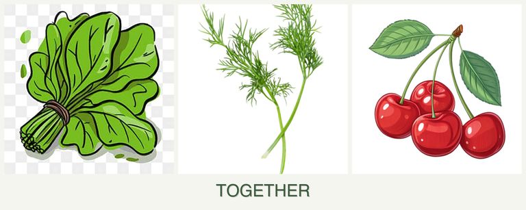 Can you plant spinach, dill and cherries together?