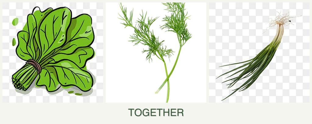 Can you plant spinach, dill and chives together?