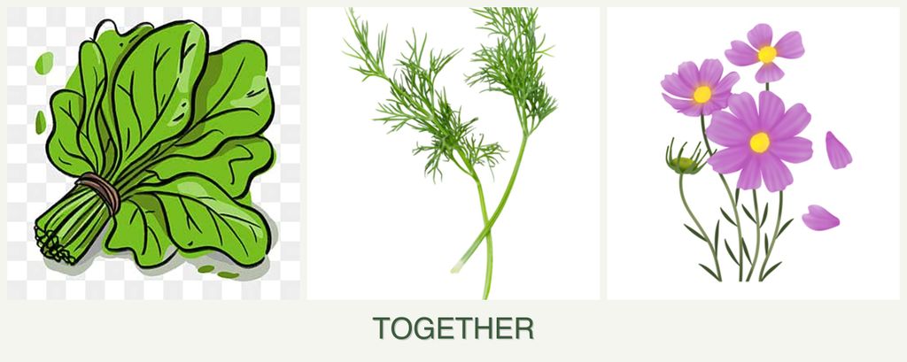 Can you plant spinach, dill and cosmos together?
