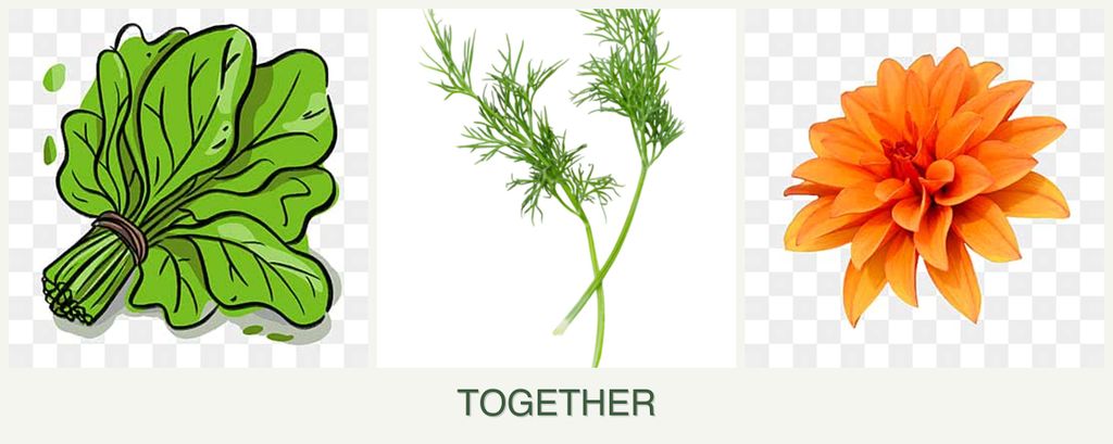 Can you plant spinach, dill and dahlias together?