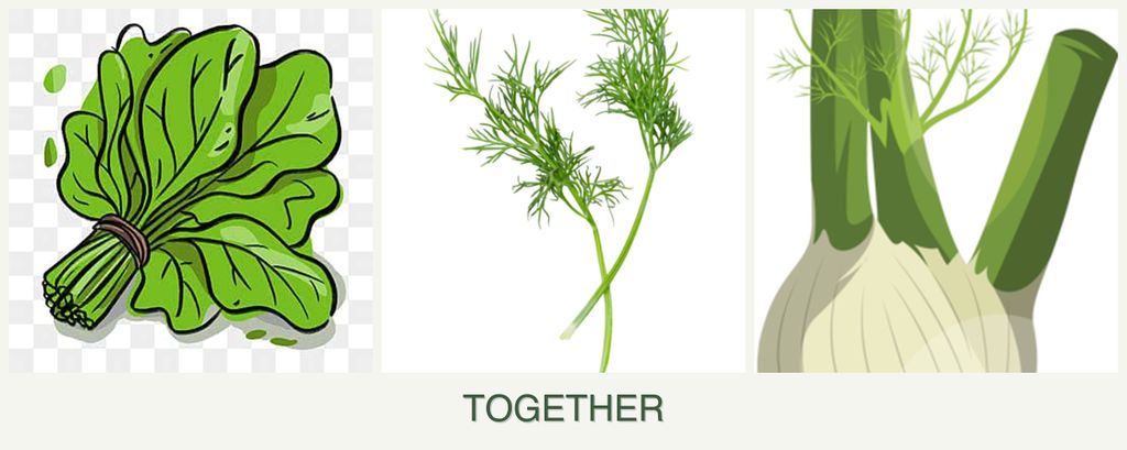 Can you plant spinach, dill and fennel together?