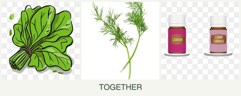 Can you plant spinach, dill and geraniums together?