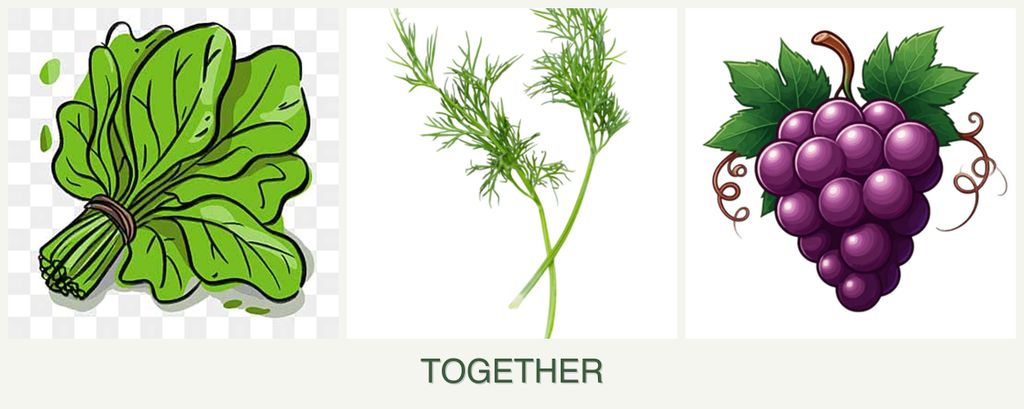 Can you plant spinach, dill and grapes together?