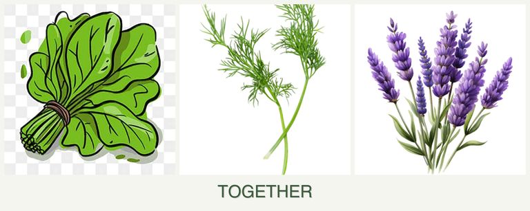 Can you plant spinach, dill and lavender together?