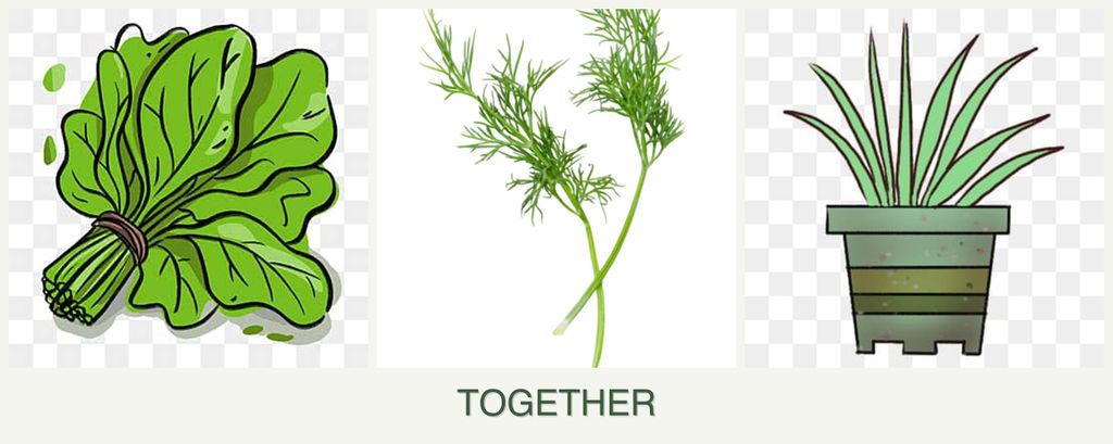 Can you plant spinach, dill and lemongrass together?