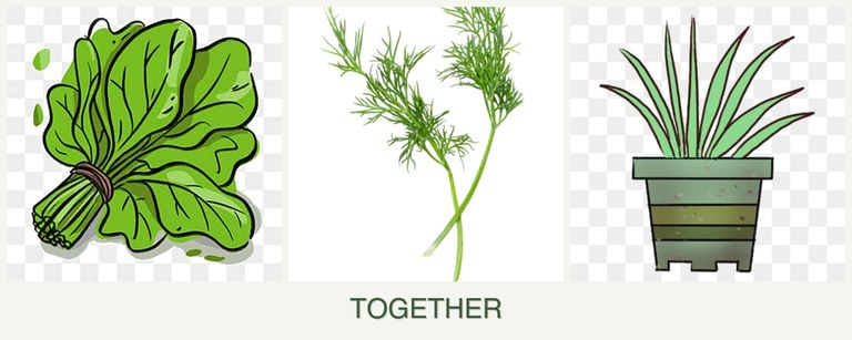Can you plant spinach, dill and lemongrass together?