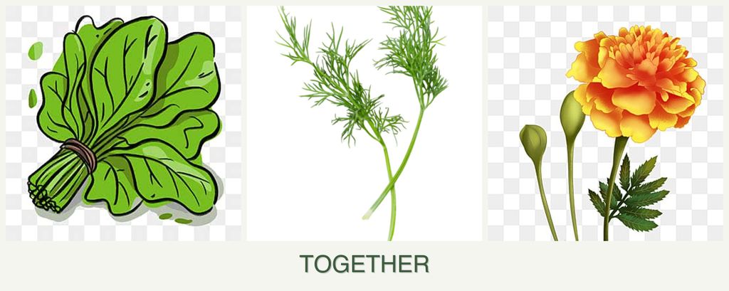 Can you plant spinach, dill and marigolds together?