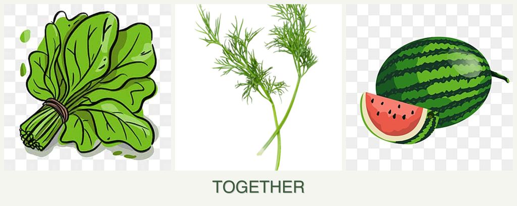 Can you plant spinach, dill and melons together?