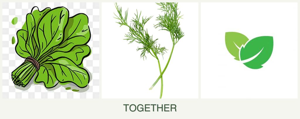Can you plant spinach, dill and mint together?