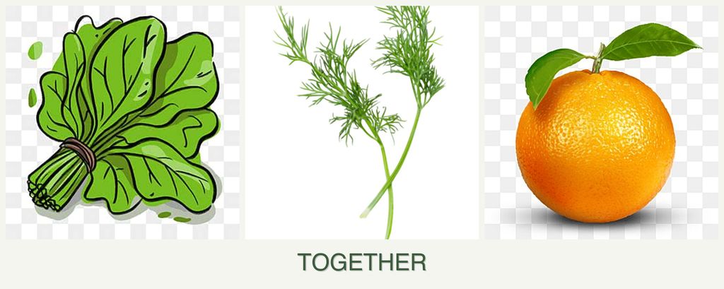 Can you plant spinach, dill and oranges together?