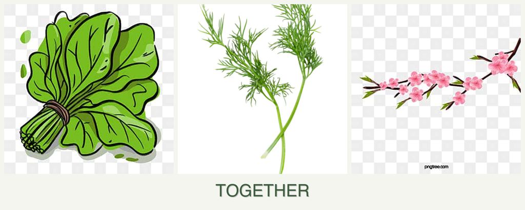 Can you plant spinach, dill and peaches together?