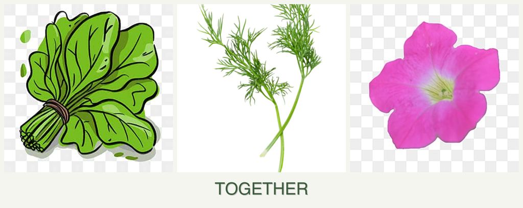 Can you plant spinach, dill and petunias together?