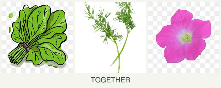 Can you plant spinach, dill and petunias together?